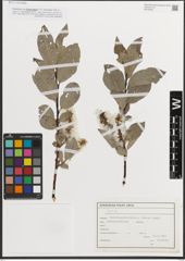 Foto von Salix L.